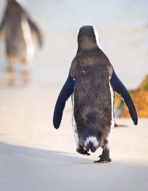 Gratis Foto Penguin Foto Stok