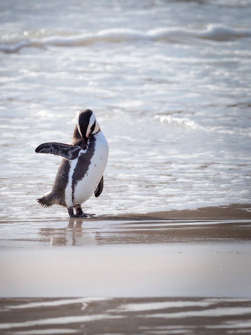 Free Photo of Penguin by the Shore Stock Photo