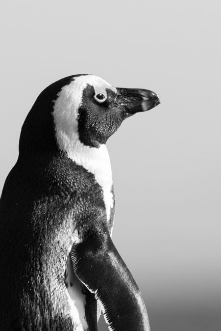 Detailed monochrome portrait of an African Penguin showcasing natural beauty and texture.