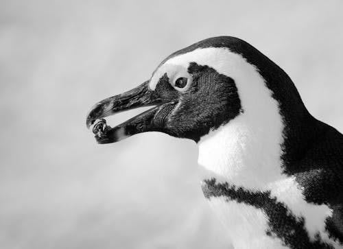 ペンギンの白黒写真
