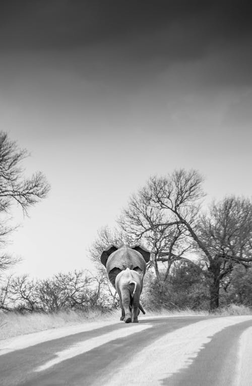 Immagine gratuita di alberi, bianco e nero, elefante