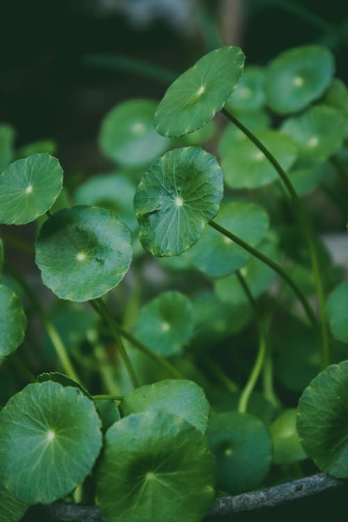 Close-up of Green Plants