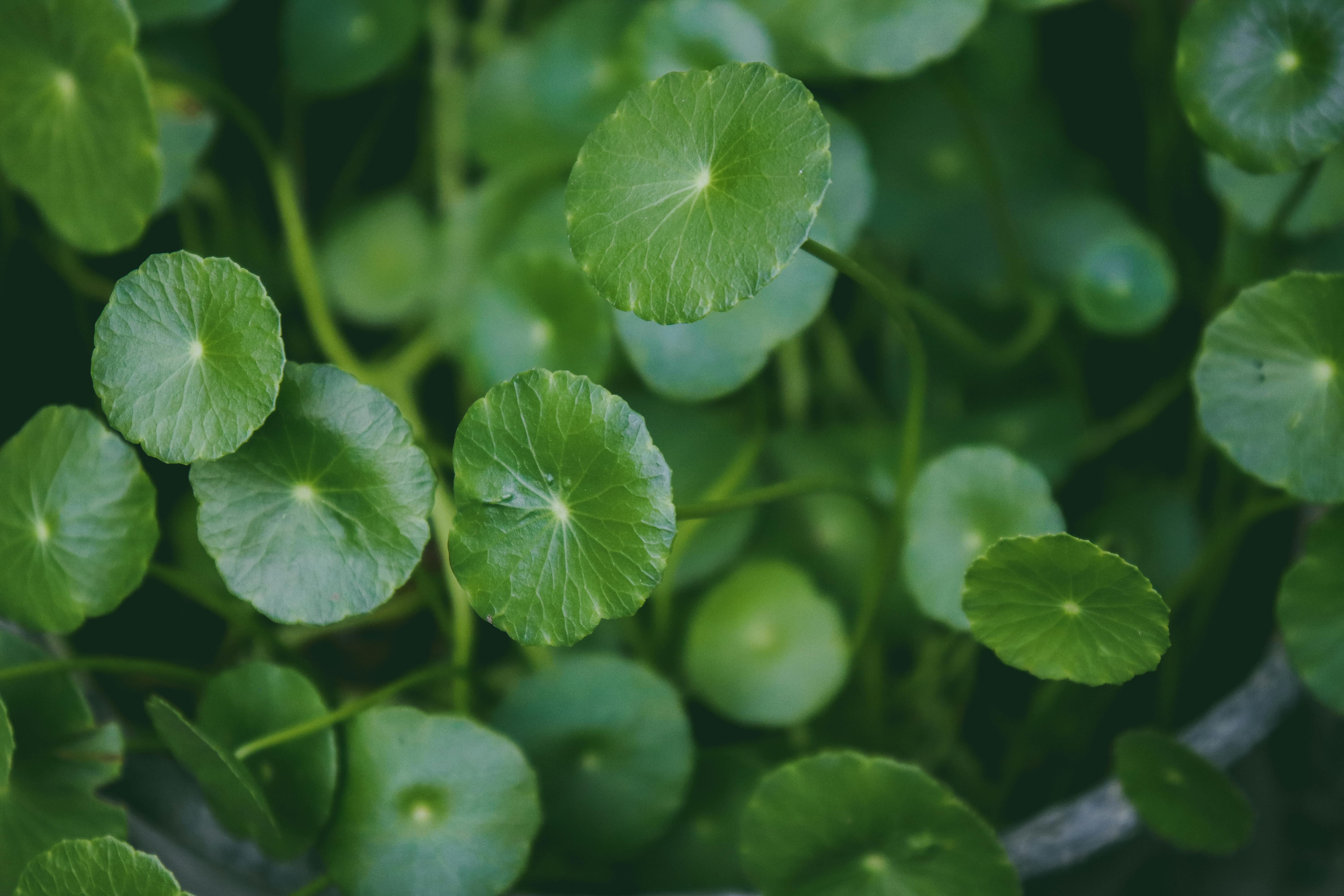 Discover the Healing Power of Centella Asiatica Extract Powder from Kangyuan Herb 2 Centella Asiatica Extract Powder