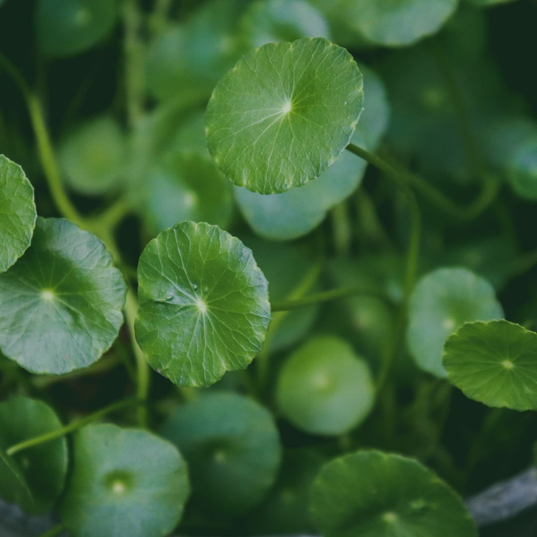 Evidence-Based Evaluation of Centella Asiatica Soothing Creams for Compromised Skin Barriers