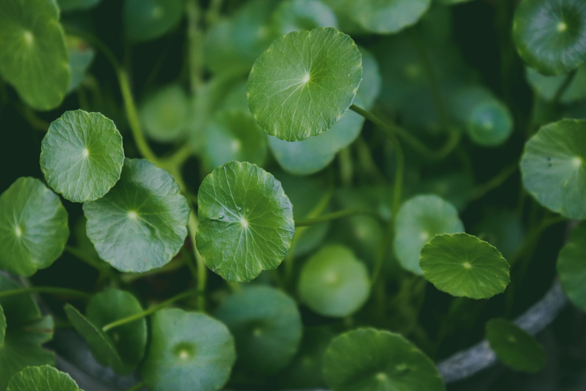 Close-up of Green Leaves of Indian Pennywort