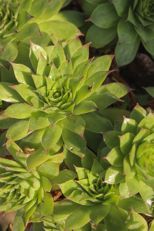 Free Vivid close-up of succulent plants with rosette patterns, bathed in sunlight. Stock Photo