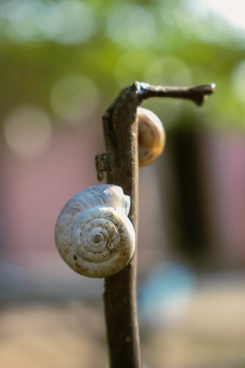 Snails Stuck to a Stick