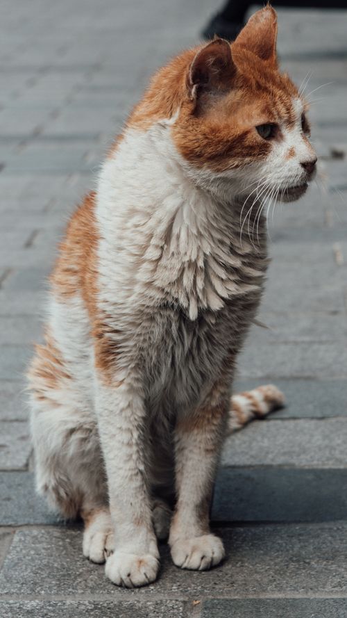 Free A stray cat sits on a city street pavement, showcasing urban wildlife. Stock Photo