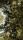 tree background