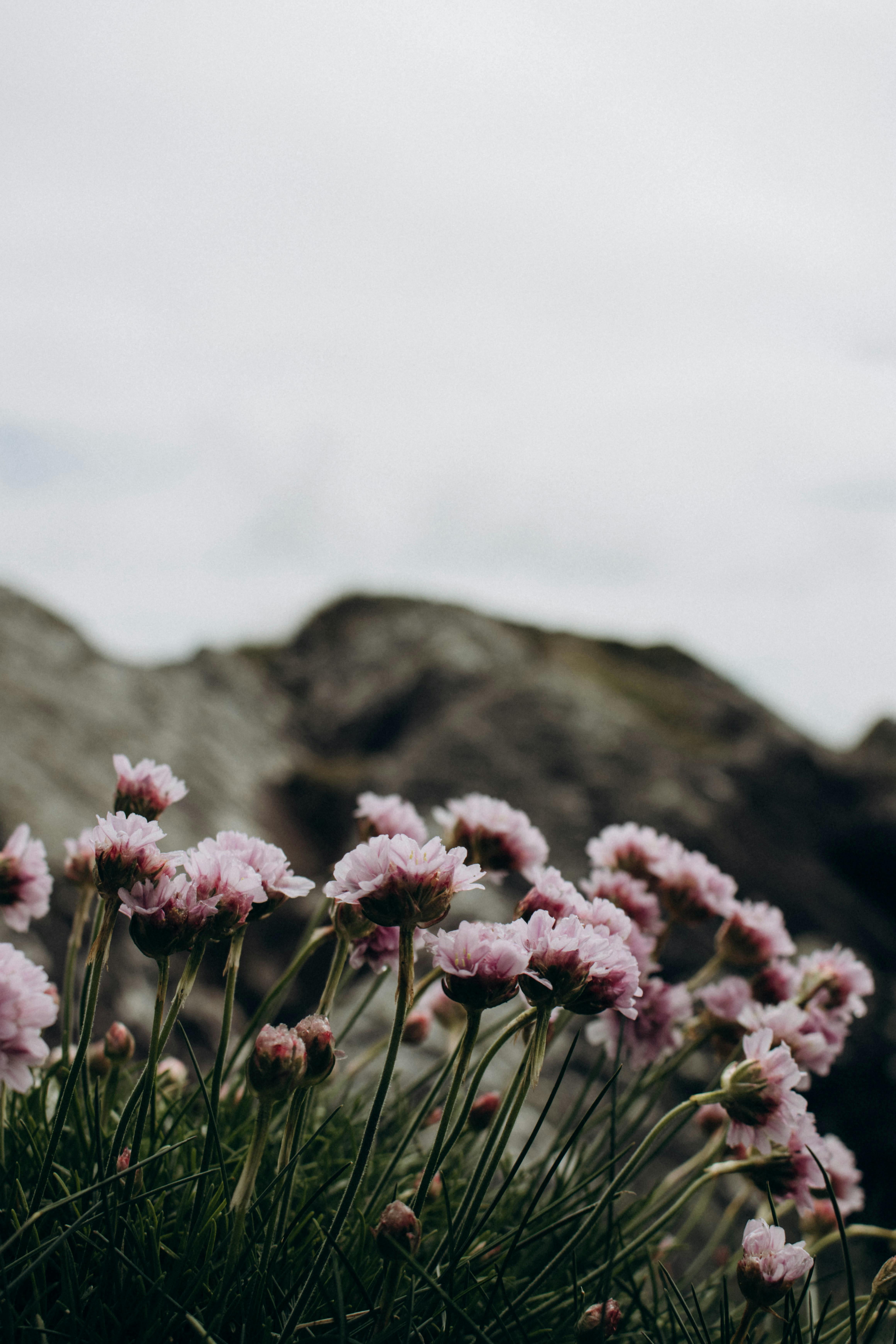 [ColoSach]-pink-sea-thrift-flowers-bloom-with-a-rocky-backdrop-under-a-cloudy-sky.