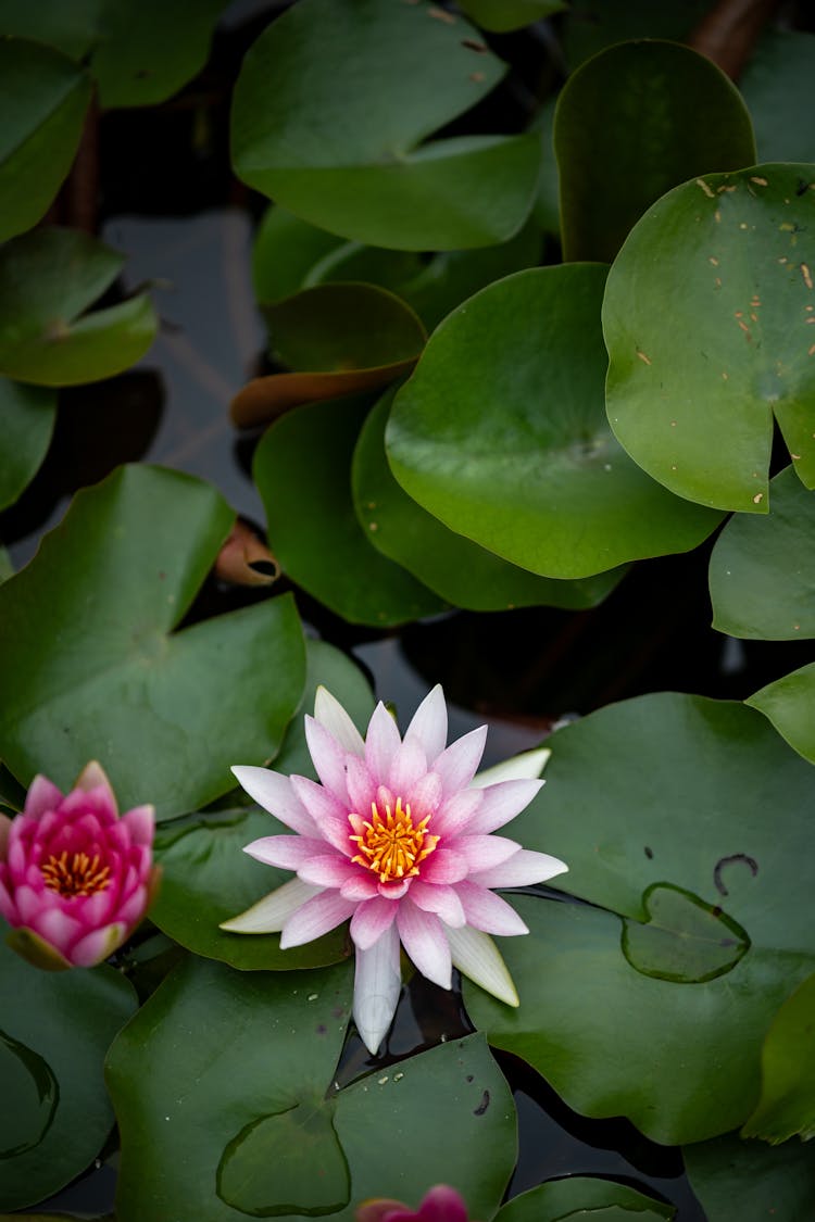 Pink Lotus Flowers Blooming In A Pond