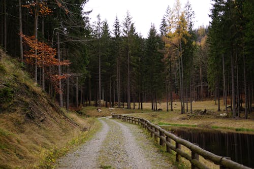 Immagine gratuita di autunno, boschi, cadere