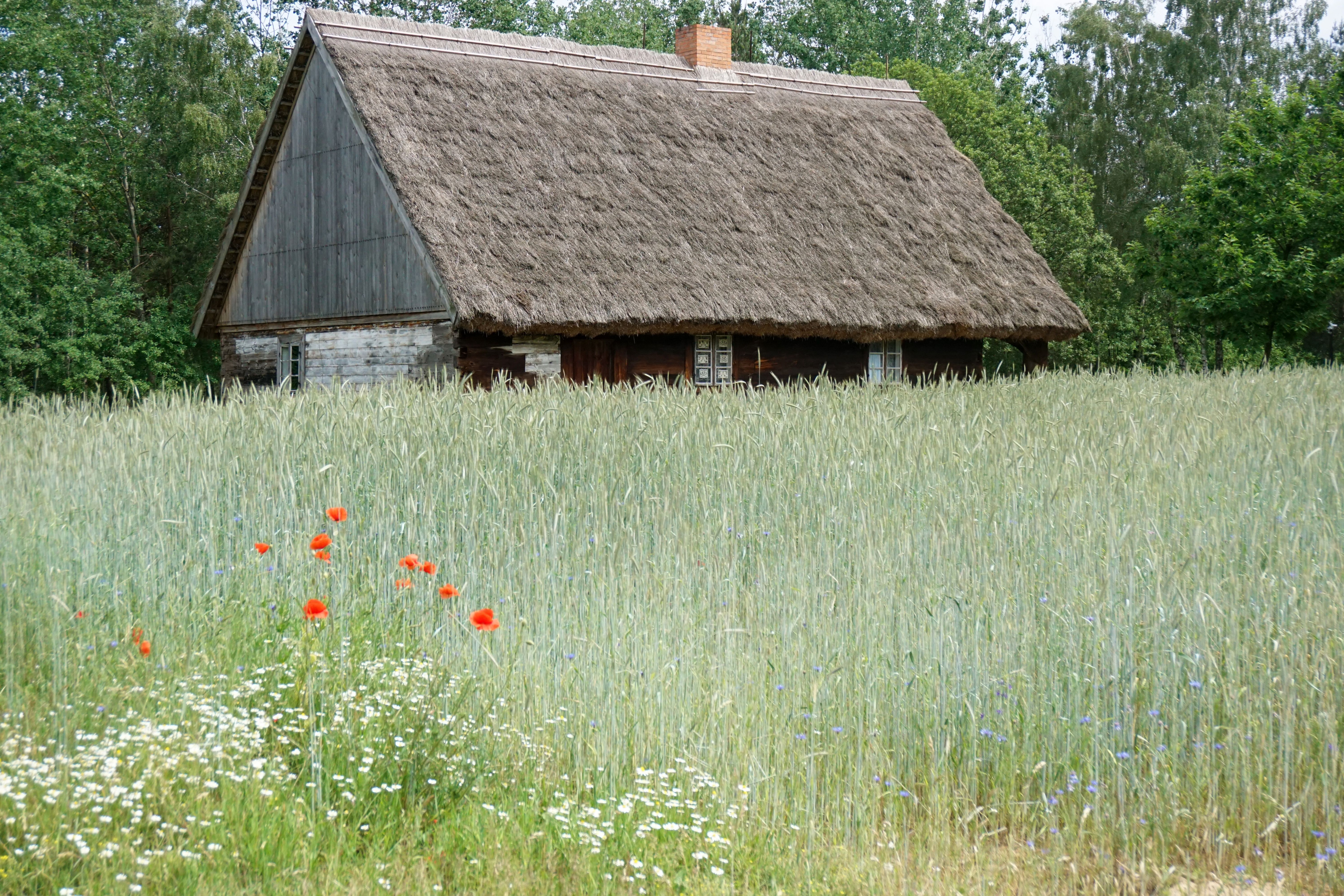 Thatched Rural House by Forest · Free Stock Photo