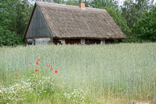Thatched Rural House by Forest