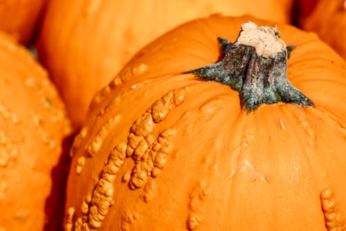 Close-up of an Orange Pumpkin 