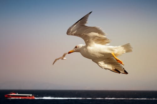 Close-up of a Seagull in Flight over the Sea