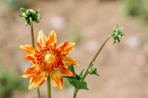 Close-up of an Orange Dahlia 