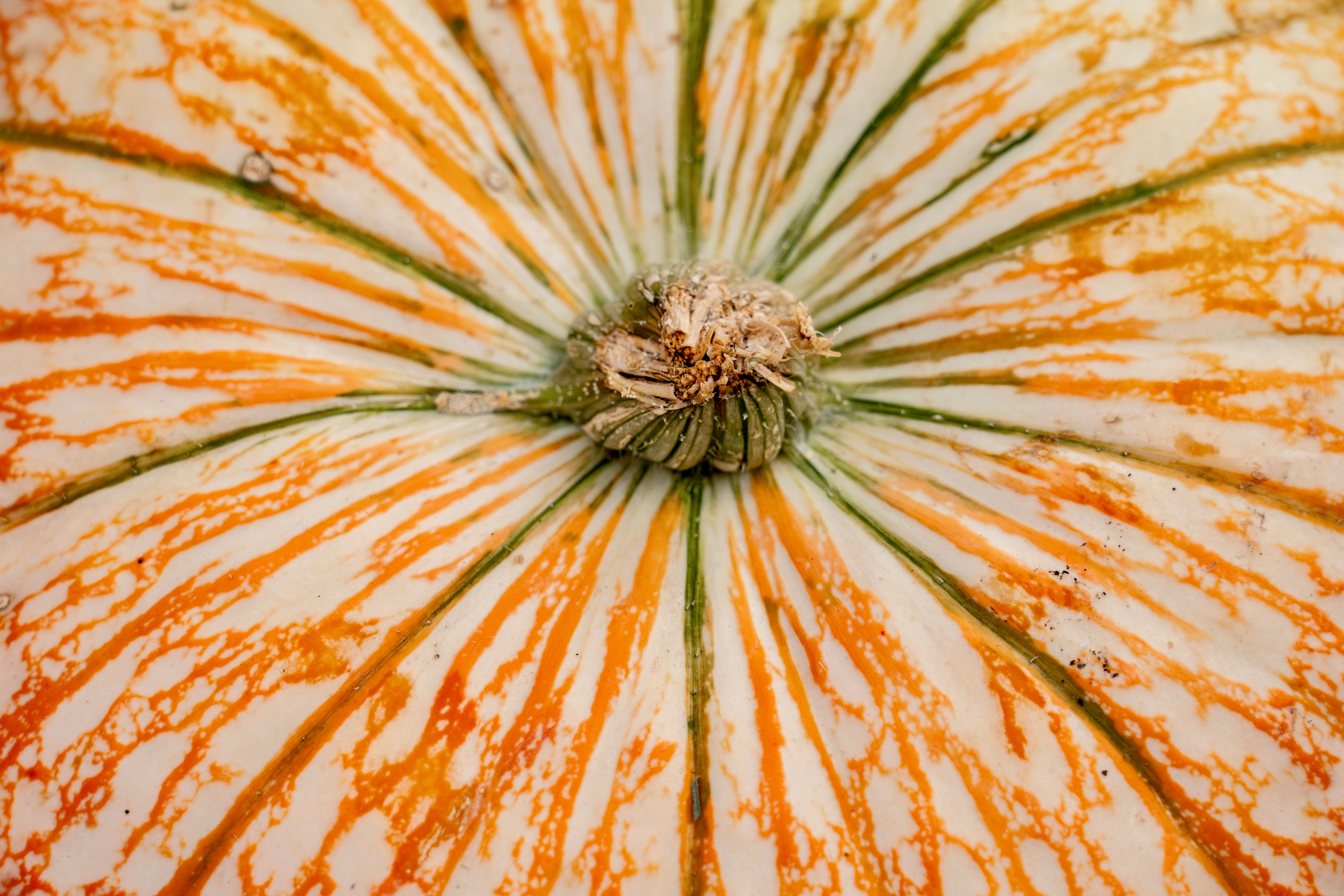 pumpkin-in-close-up-free-stock-photo