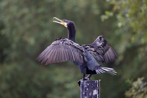 A Great Cormorant with Spread Wings Sitting on a Pole 