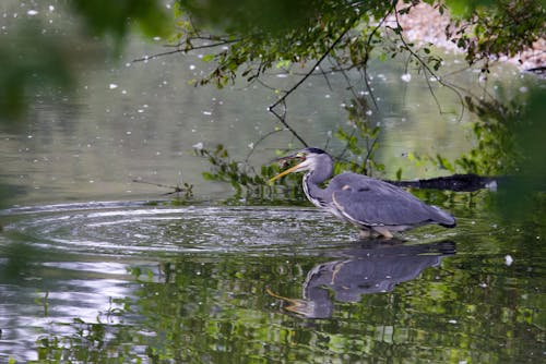 Heron Reflecting in River