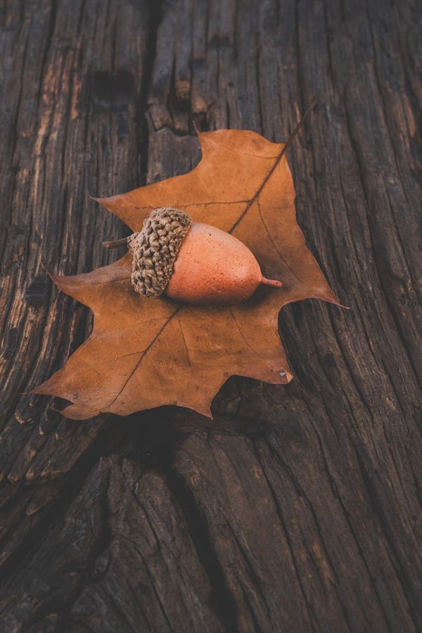 White oak leaf with acorn