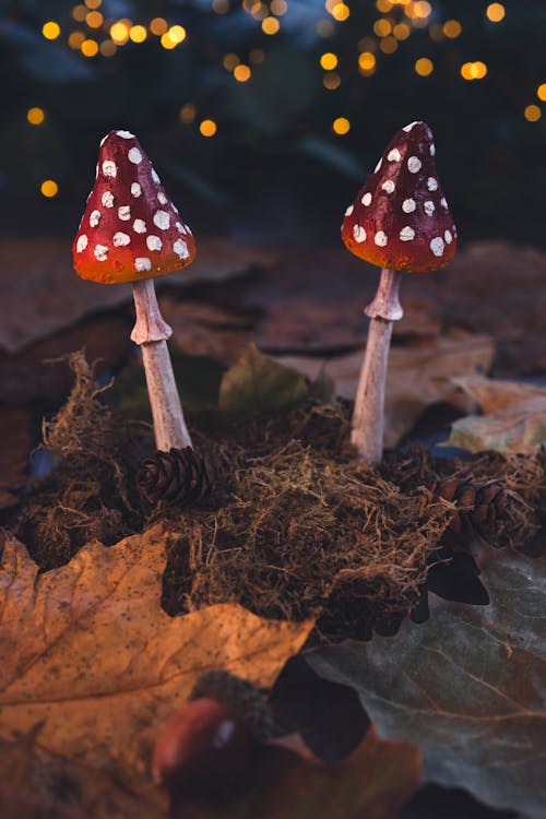 Artificial Toadstools on Moss and Dry Leaves