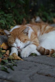 A tranquil scene of a ginger cat sleeping on paved ground surrounded by leaves.