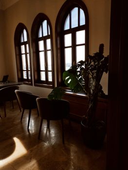 Sophisticated office interior featuring arched windows and a potted Monstera plant.