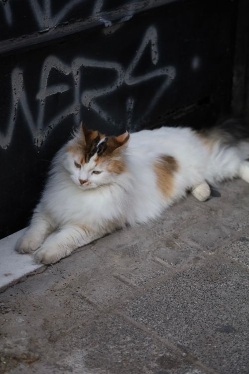 Free A fluffy domestic cat lying on a sidewalk next to graffiti. Stock Photo