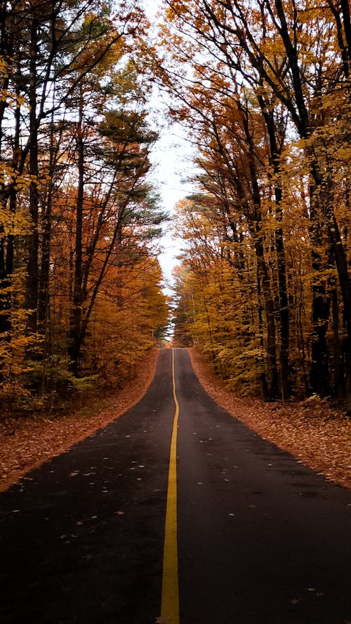 Asphalt Road Cutting through an Autumn Forest