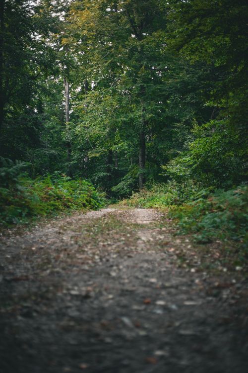 Free A serene gravel path winds through a lush green forest, offering tranquility. Stock Photo