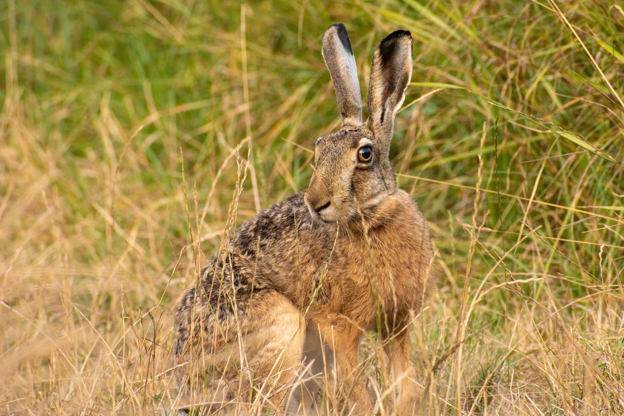 close up of a european hare in its natural grassland habitat during su