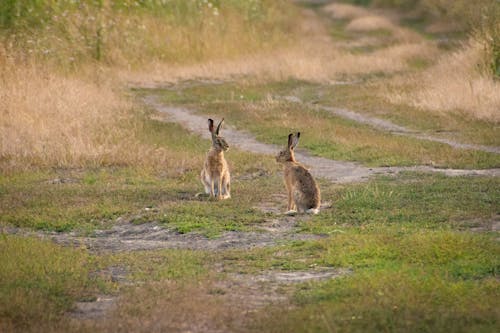 Gratis stockfoto met dierenfotografie, haas, landweg