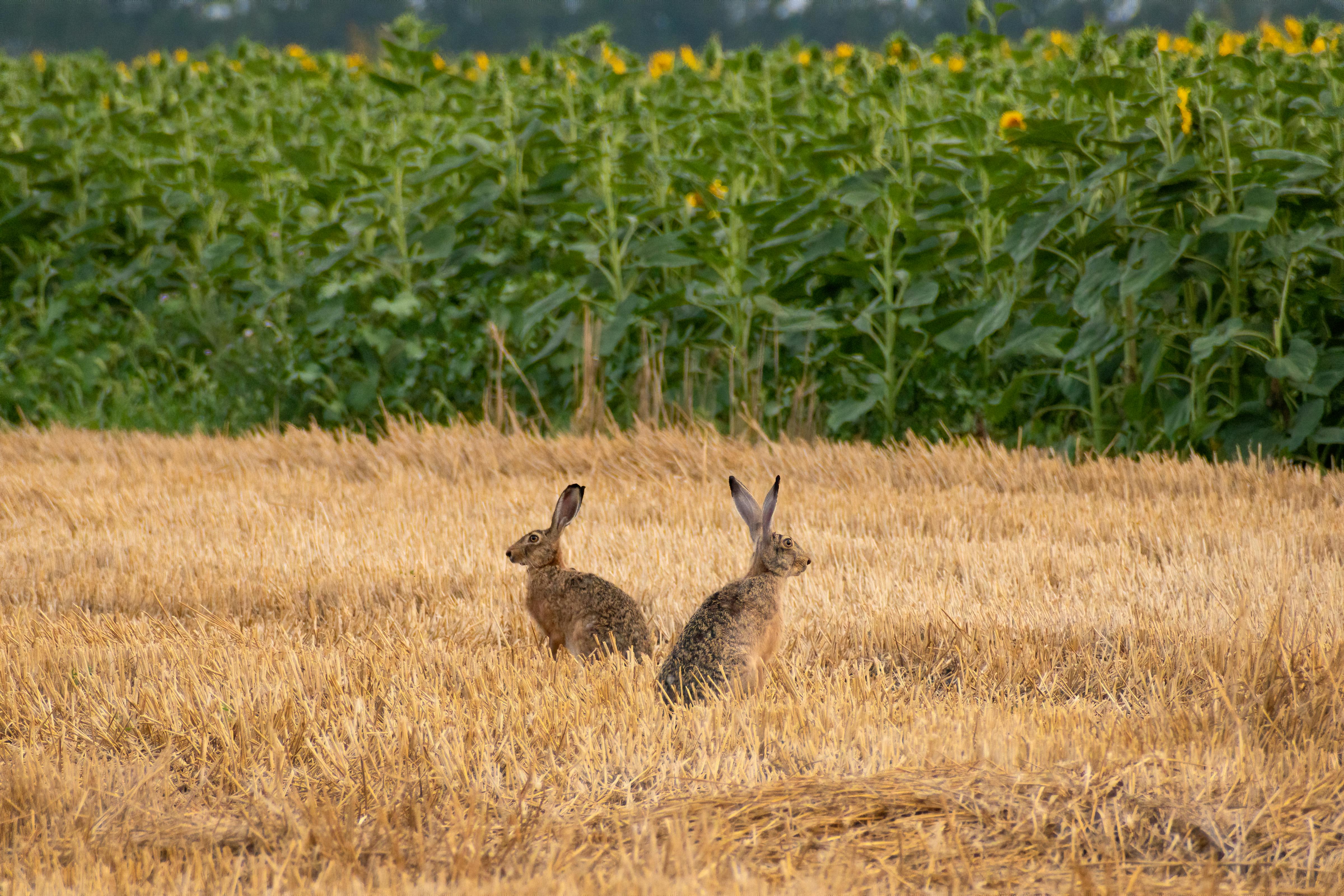 Sustainable rabbit farming