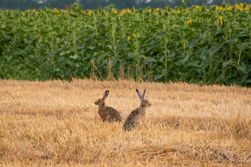 Two Rabbits on a Hayfield