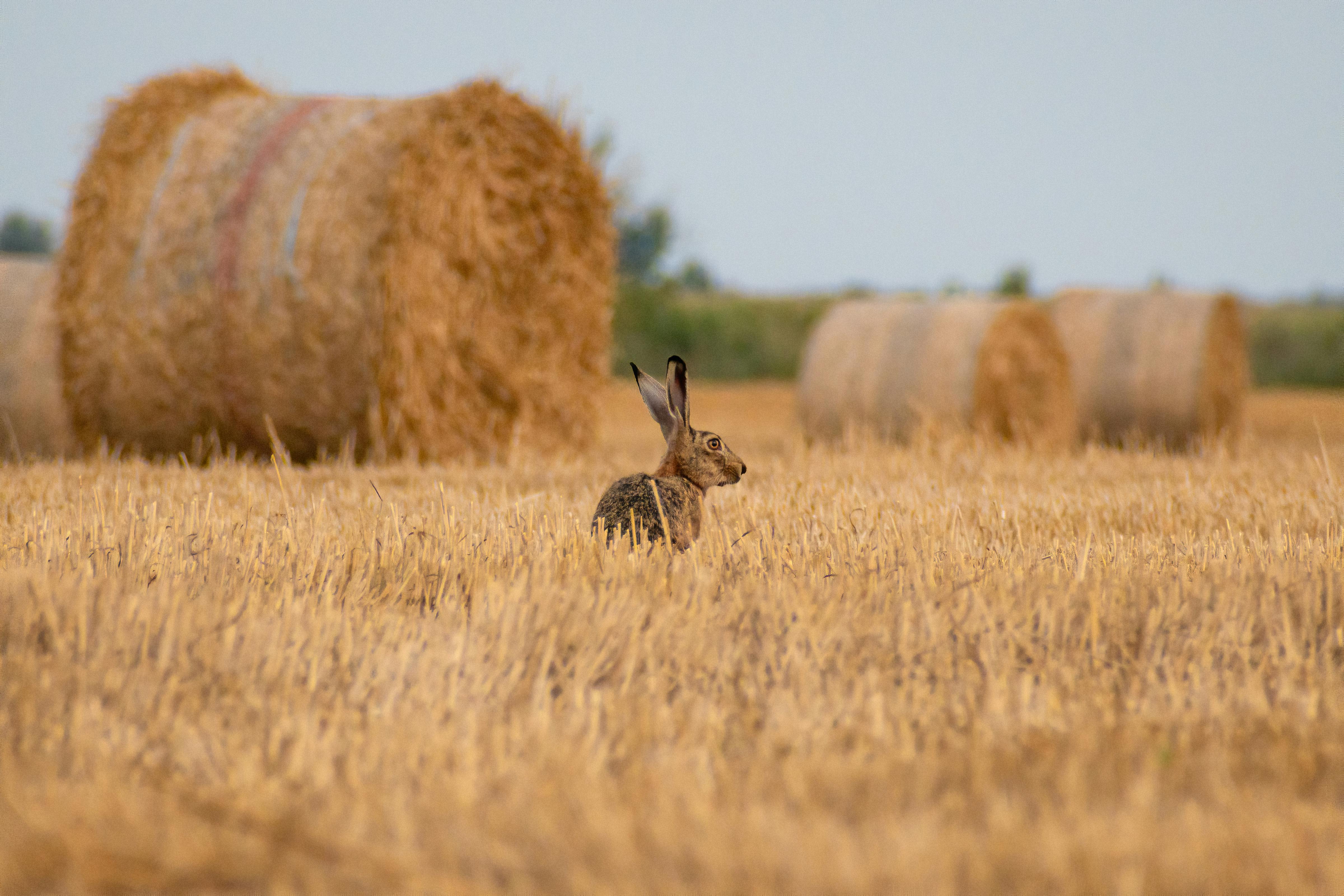 Photo of rabbits lying on hay