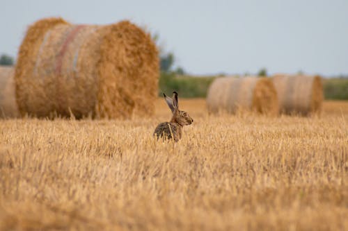 Безкоштовне стокове фото на тему «кролик, поле, сільська місцевість»