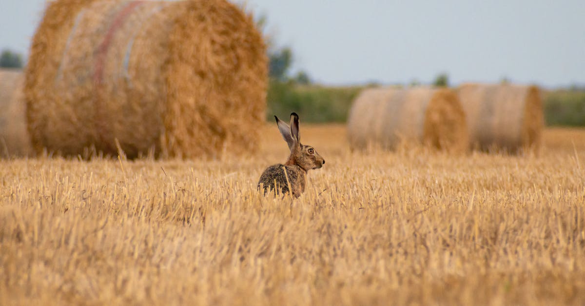 Photo of rabbits lying on hay