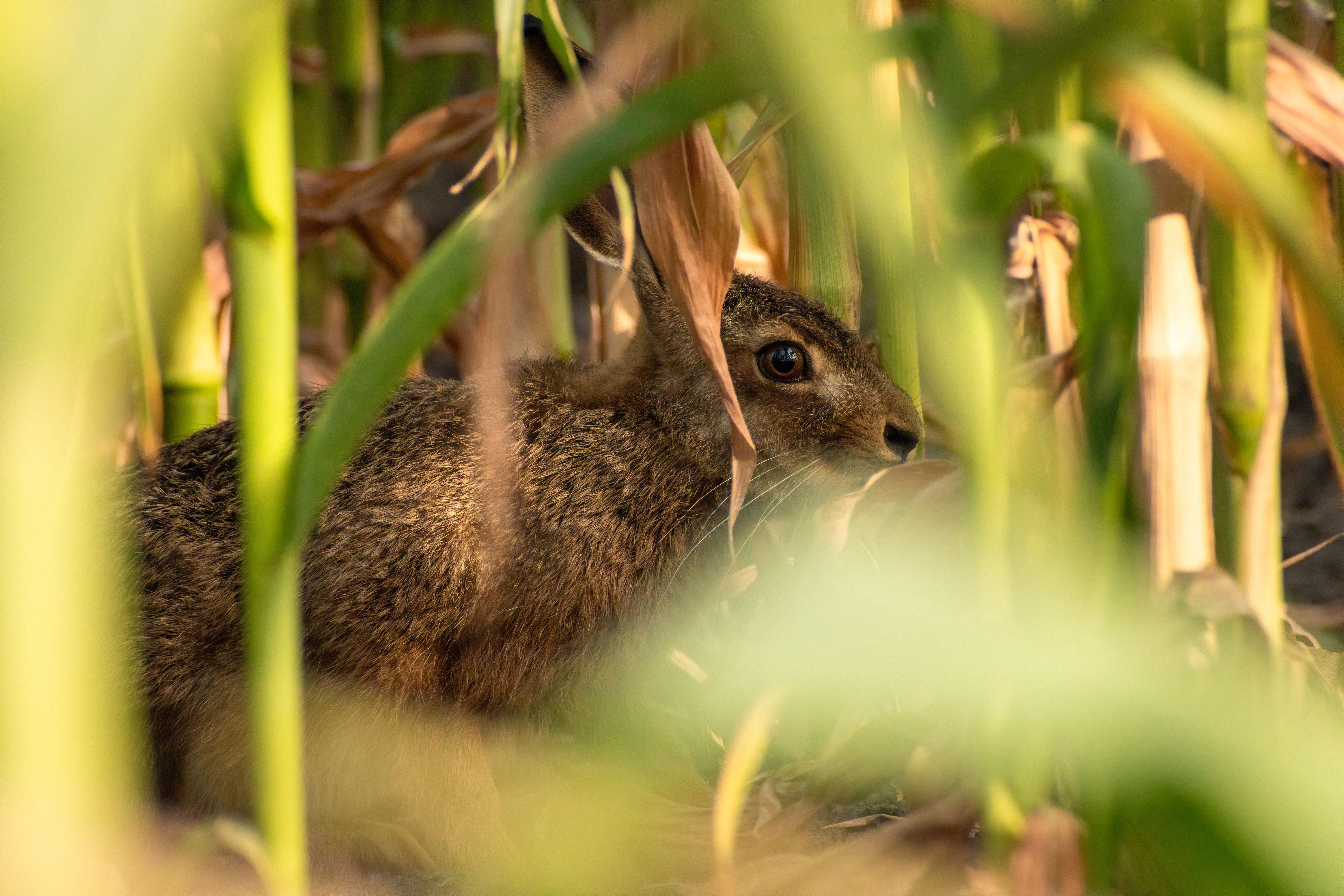 Withdrawn rabbit sitting motionless in dark corner