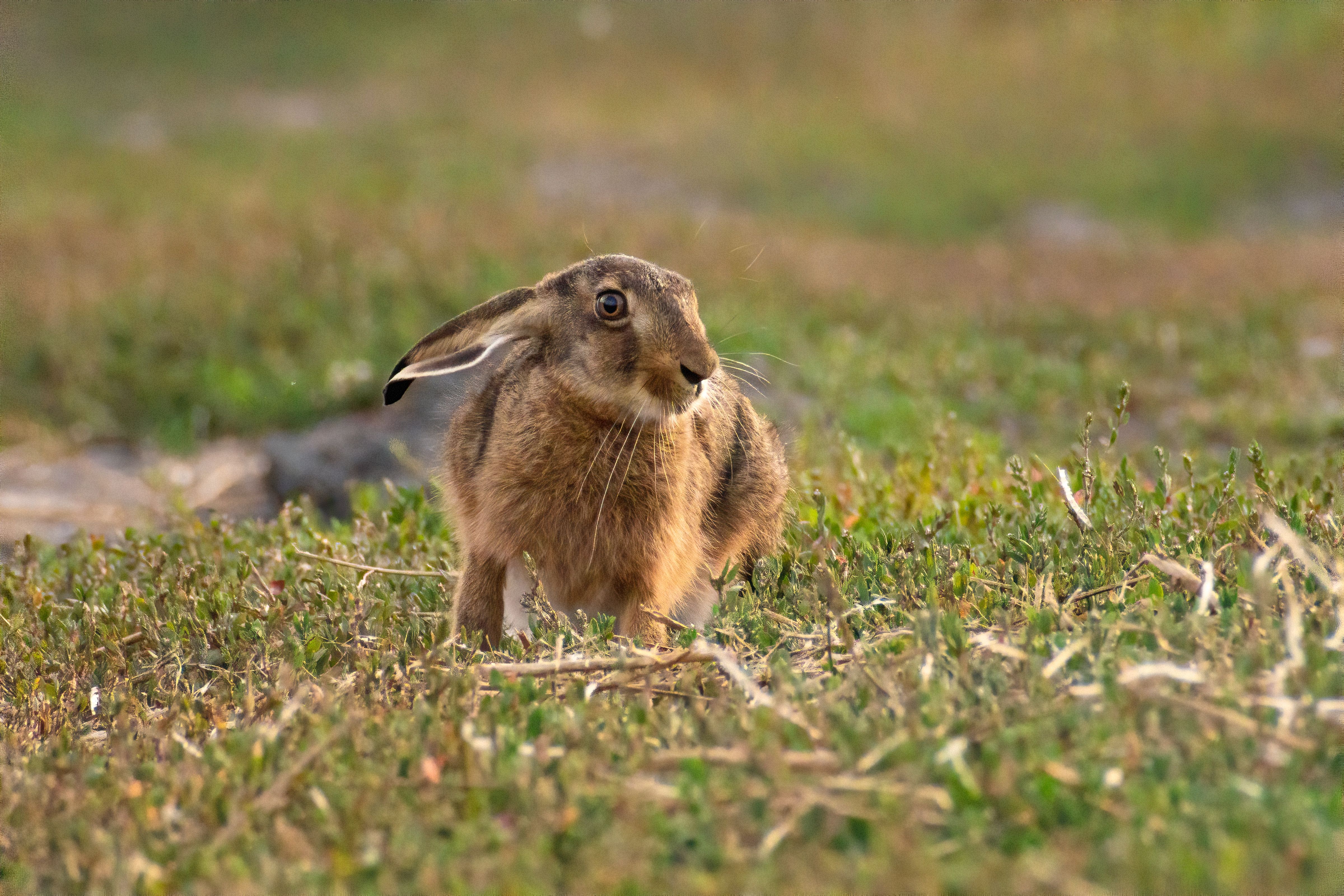 A still rabbit indoors showing lethargy, a sign of potential illness