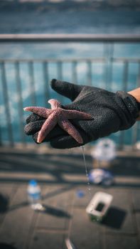 starfish photo