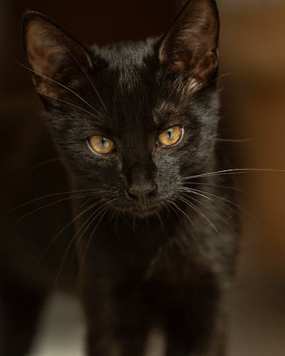 Cute Black Kitten
