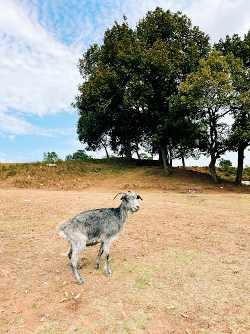 Goat and Trees behind