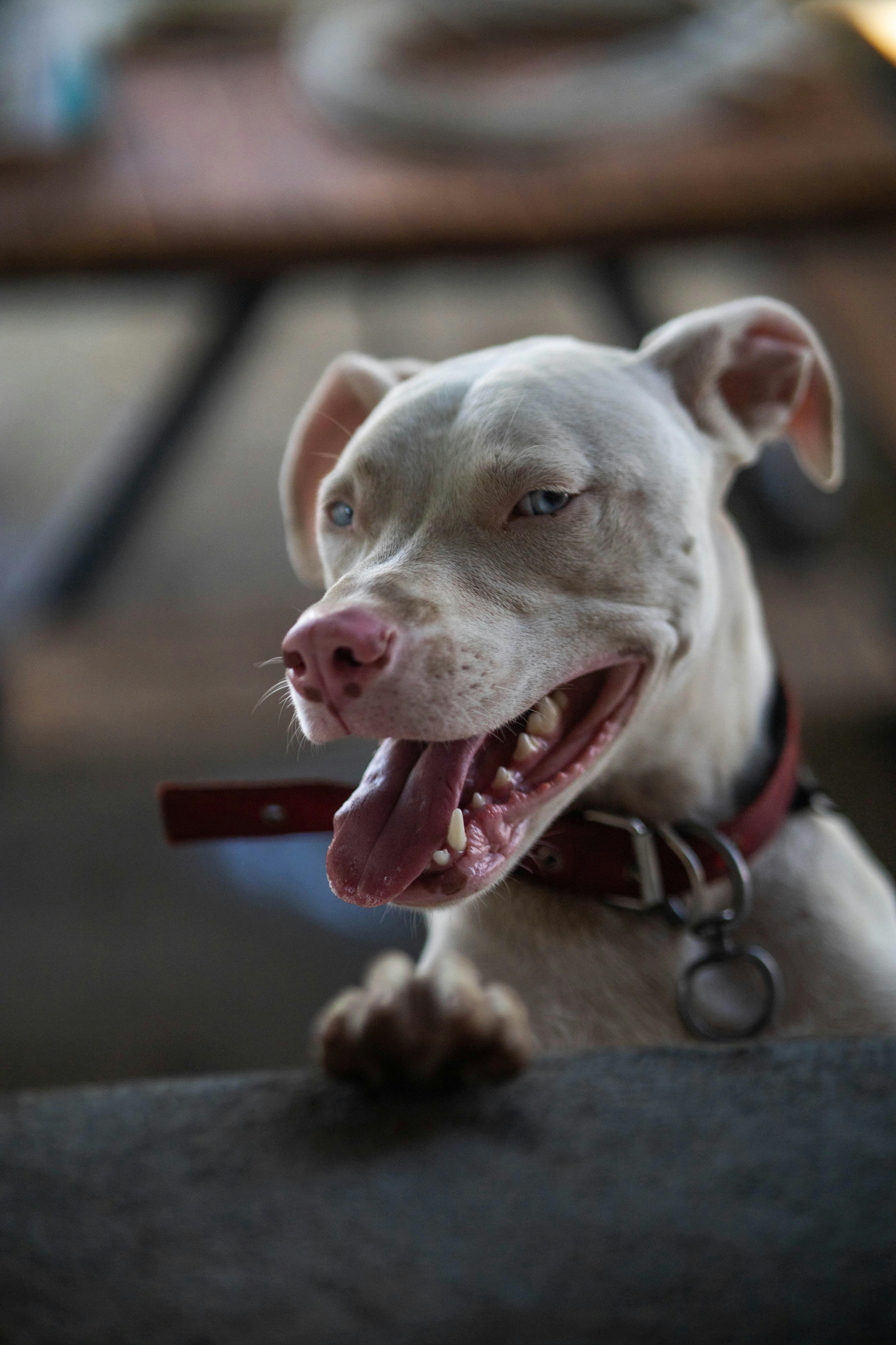 What Your Dog’s Nose Says About Their Mood: Decoding Canine Behavior