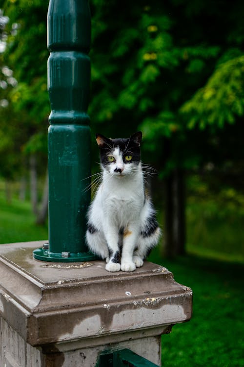 Cat Sitting on Concrete Column of a Railing