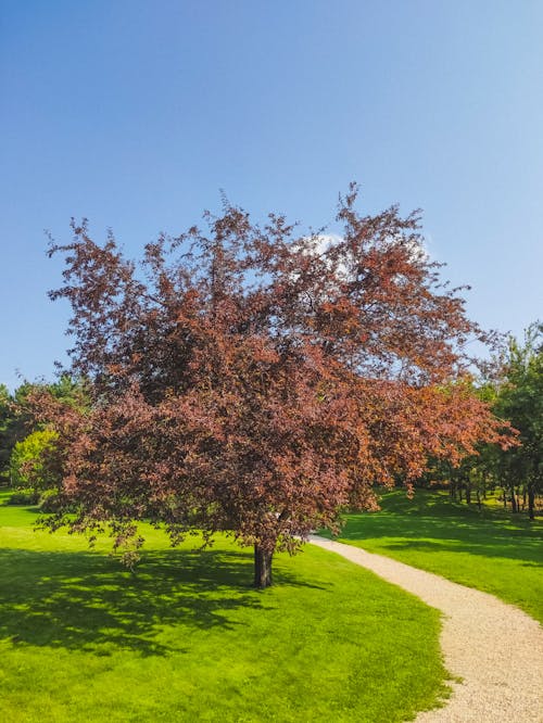 Fotobanka s bezplatnými fotkami na tému chodník, jar, kvet ovocného stromu