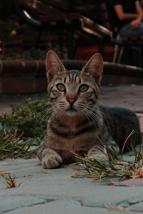 Gratis arkivbilde med bakken, dyrefotografering, katt