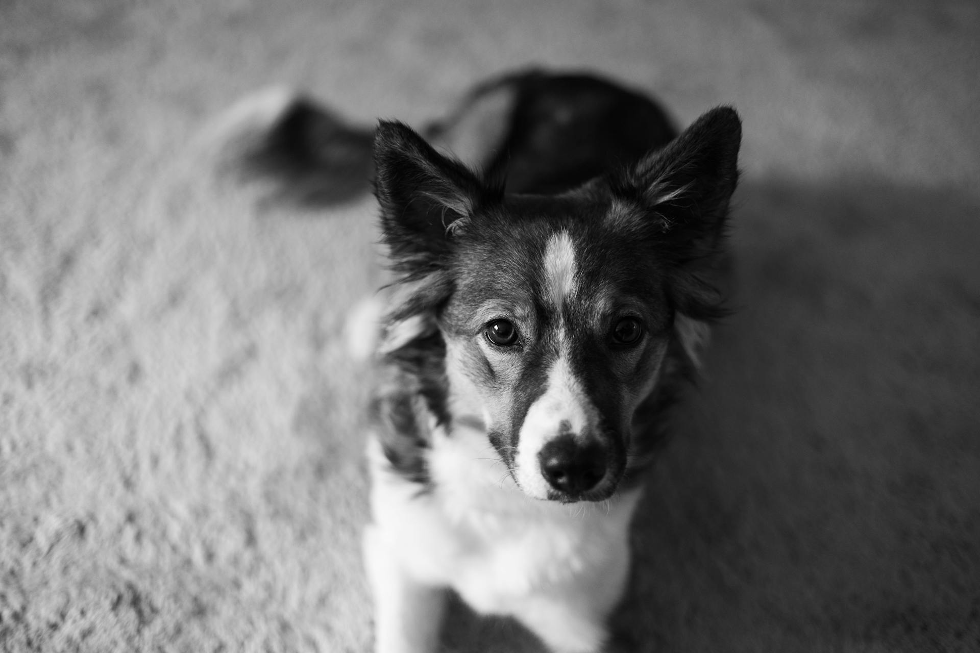 Un berger allemand assis sur un tapis en noir et blanc