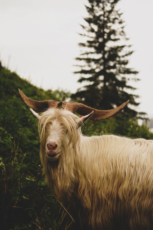 Free A long-haired goat with large horns standing in a verdant countryside setting. Stock Photo