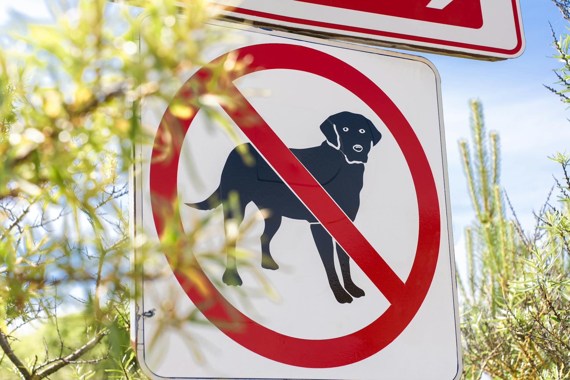 Dog Pictograph on Prohibition Sign